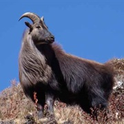 Moutain Goat