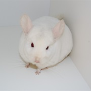 Chinchilla