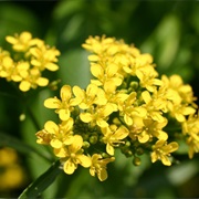 Yellowcresses (Rorippa)