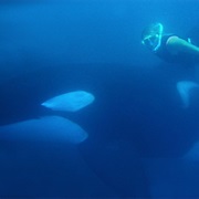 Swimming With Orca in Norway