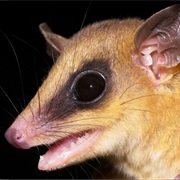 Panama Slender Opossum