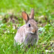 European Rabbit