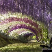 Wisteria Tunnel, Japan