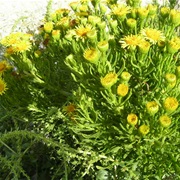 Golden Samphire