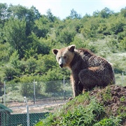 Bear Sanctuary, Kosovo