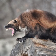 Met a Wolverine in the Wild