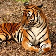 South China Tiger (Possibly Extinct in Wild)
