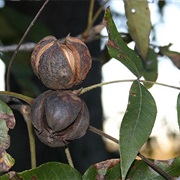 Hickory Nut