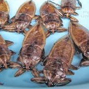 Giant Thai Waterbugs