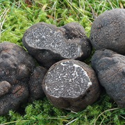Smooth Black Truffle (Tuber MacRosporum)