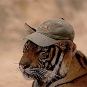Tiger Hat