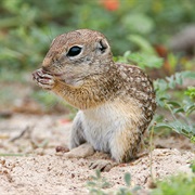 Spotted Ground Squirrel