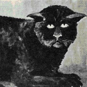 Killakee Cat
