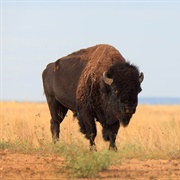 Caprock Canyons State Park, Texas