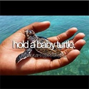 Hold a Baby Turtle