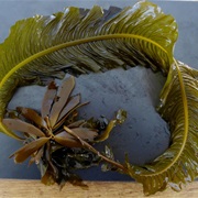 Dabberlocks (Alaria Esculenta)