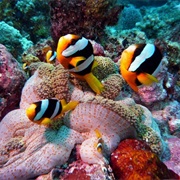 New Caledonia Barrier Reef