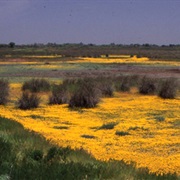 Great Valley Grasslands State Park, California