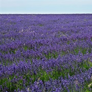 Lie in the Lavender Fields at Banstead.