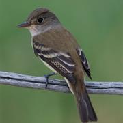 Willow Flycatcher