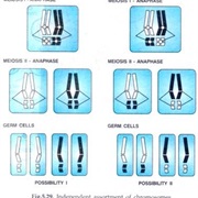 Chromosomes Theory of Heredity (1903)