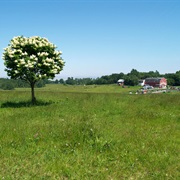 Smiling Hill Farm, Maine