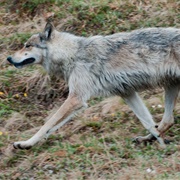 Interior Alaskan Wolf