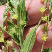 Azafrancillo (Ditaxis Heterantha)