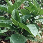 Bitter Leaf (Vernonia Amygdalina)