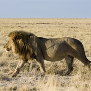 East African Lion