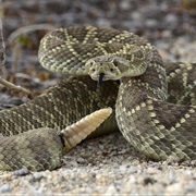 Mojave Rattlesnake