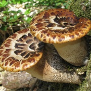 Dryad's Saddle (Cerioporus Squamosus)