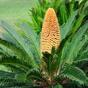 Cycads