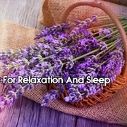 Lavender for Relaxation