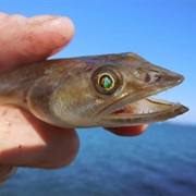 California Lizardfish (Aka: Candlefish)