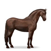 Barb - Liver Chestnut