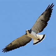 White-Tailed Hawk