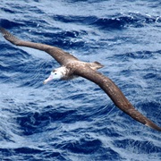 Tristan Albatross