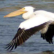 Pelican