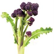 Purple Sprouting Broccoli