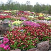 Arctic-Alpine Botanical Garden