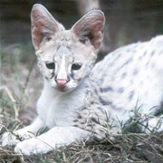 Serval
