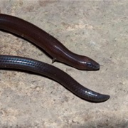 Cebu Small Worm Skink