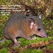 Hooded Red-Sided Opossum