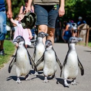 Debreceni Állatkert