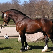Welsh Cob (D)
