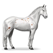 Knabstrupper - Chestnut Few Spots