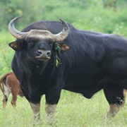 Wild Bull