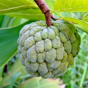 Custard Apple (Annona Reticulata)