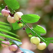 Star Gooseberry (Sauropus Androgynus)